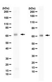 Anti-NR4A1 (Nur77) from rabbit, purified by affinity chromatography