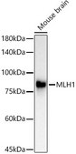 [KO Validated]Anti-MLH1 Antibody, clone 8K1T2, Rabbit Monoclonal