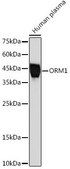 Anti-ORM1 antibody produced in rabbit