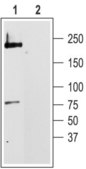 Anti-Calcium Channel (&#945;1C Subunit) (L-type of Voltage-gated Ca2+ Channel) antibody produced in rabbit affinity isolated antibody