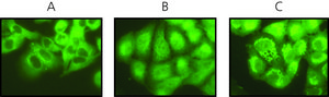 Anti-O-GlcNAc Transferase (TI-14) antibody produced in rabbit IgG fraction of antiserum, buffered aqueous solution