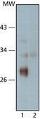 Anti-Sirt3 antibody produced in rabbit affinity isolated antibody, buffered aqueous solution