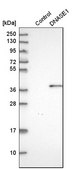 Anti-DNASE1 antibody produced in rabbit Prestige Antibodies&#174; Powered by Atlas Antibodies, affinity isolated antibody, buffered aqueous glycerol solution