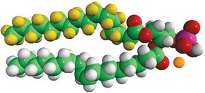16:0-d31-18:1 PA 1-palmitoyl-d31-2-oleoyl-sn-glycero-3-phosphate (sodium salt), powder