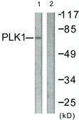 Anti-PLK1 antibody produced in rabbit affinity isolated antibody