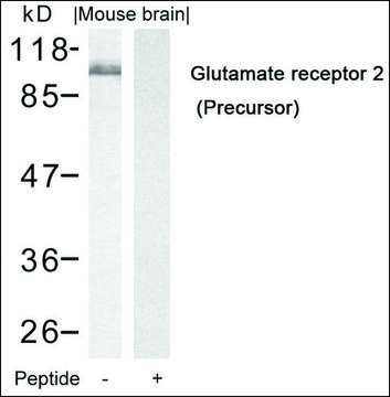 Anti-GRIA2 (Ab-880) antibody produced in rabbit affinity isolated antibody