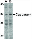 Anti-Caspase-4 antibody produced in rabbit affinity isolated antibody, buffered aqueous solution