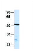 Anti-PSMD4 antibody produced in rabbit affinity isolated antibody