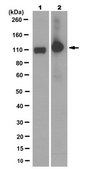 Anti-GluR2 Antibody, clone 14C12.2 clone 14C12.2, from mouse