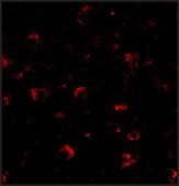 Anti-Ambra1 (ab1) antibody produced in rabbit affinity isolated antibody, buffered aqueous solution