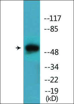 Anti-phospho-Mnk1 (pThr385) antibody produced in rabbit affinity isolated antibody