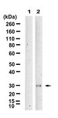 Anti-GADD153/DDIT3 Antibody, clone 3I18 ZooMAb&#174; Rabbit Monoclonal recombinant, expressed in HEK 293 cells