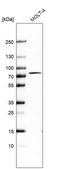 Anti-PABPC1 antibody produced in rabbit Prestige Antibodies&#174; Powered by Atlas Antibodies, affinity isolated antibody