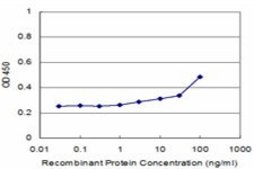 Monoclonal Anti-TCEAL1 antibody produced in mouse clone 2B5, purified immunoglobulin, buffered aqueous solution
