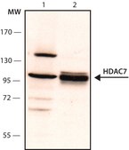 Anti-Histone Deacetylase 7 (HDAC7) (KG-17) antibody produced in rabbit affinity isolated antibody, buffered aqueous solution