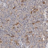 Anti-PDE5A antibody produced in rabbit Ab1, Prestige Antibodies&#174; Powered by Atlas Antibodies, affinity isolated antibody, buffered aqueous glycerol solution