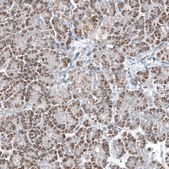 Monoclonal Anti-GLS2 antibody produced in mouse Prestige Antibodies&#174; Powered by Atlas Antibodies, clone CL7721, purified immunoglobulin, buffered aqueous glycerol solution