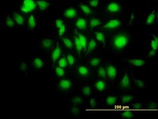 Monoclonal Anti-BAG1 antibody produced in mouse clone 2D3, purified immunoglobulin, buffered aqueous solution