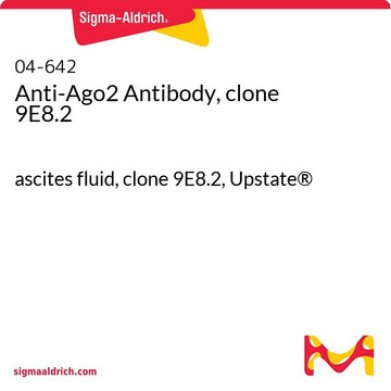 Anti-Ago2 Antibody, clone 9E8.2 ascites fluid, clone 9E8.2, Upstate&#174;