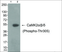 Anti-phospho-CaMK2α/β/δ (pThr305) antibody produced in rabbit affinity isolated antibody