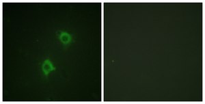 Anti-Syntaxin 1A, N-Terminal antibody produced in rabbit affinity isolated antibody