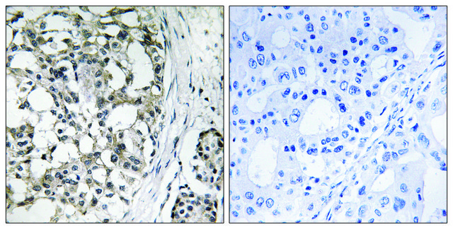 Anti-PEX14 antibody produced in rabbit affinity isolated antibody