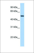 Anti-GSR antibody produced in rabbit affinity isolated antibody