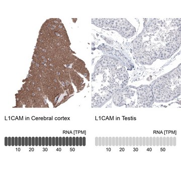 Anti-L1CAM antibody produced in mouse Prestige Antibodies&#174; Powered by Atlas Antibodies, clone CL12988, purified by using Protein A, buffered aqueous glycerol solution