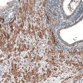 Anti-CHRM3 antibody produced in rabbit Prestige Antibodies&#174; Powered by Atlas Antibodies, affinity isolated antibody, buffered aqueous glycerol solution