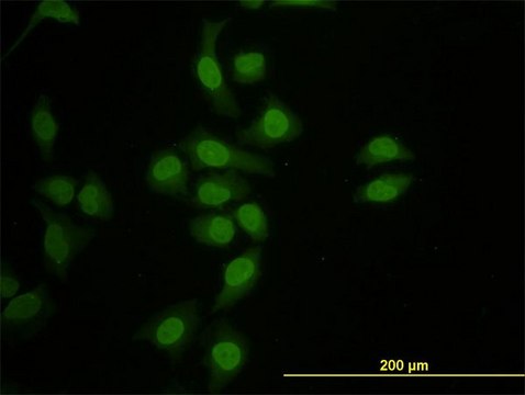 Monoclonal Anti-HNF4A antibody produced in mouse clone 1F12, purified immunoglobulin, buffered aqueous solution