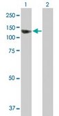 Anti-SEC63 antibody produced in mouse purified immunoglobulin, buffered aqueous solution
