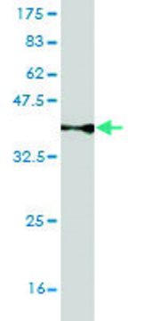 Monoclonal Anti-TLR5 antibody produced in mouse clone 3E4, purified immunoglobulin, buffered aqueous solution