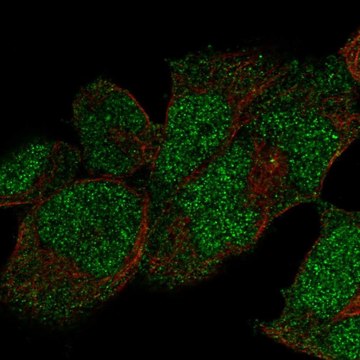 Anti-POLE antibody produced in rabbit Prestige Antibodies&#174; Powered by Atlas Antibodies, affinity isolated antibody