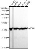 Anti-IDH1 Antibody, clone 5S2U7, Rabbit Monoclonal