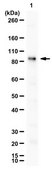 Anti-PI3 Kinase Antibody, p85 from rabbit, purified by affinity chromatography