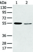 Anti-HTR2A affinity isolated antibody