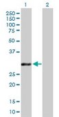 Anti-GCLM antibody produced in mouse purified immunoglobulin, buffered aqueous solution
