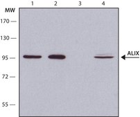 Anti-ALIX (C-terminal) antibody produced in rabbit ~1.0&#160;mg/mL, affinity isolated antibody