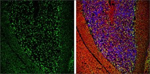 Anti-SLC32A1 (N-terminal) antibody produced in rabbit affinity isolated antibody, buffered aqueous solution