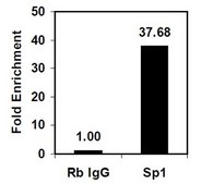 EZ-Magna ChIP&#174; A/G Chromatin Immunoprecipitation Kit Single day chromatin immunoprecipitation (ChIP) kit containing all necessary reagents to perform 22 individual chromatin immunoprecipitation (ChIP) reactions using magnetic A/G beads. Control primers included.