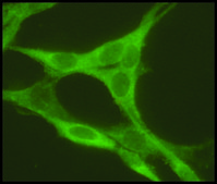 Anti-Rab5 antibody produced in rabbit ~1&#160;mg/mL, affinity isolated antibody, buffered aqueous solution
