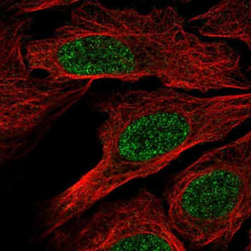 Anti-Rxrb Antibody Produced In Rabbit Prestige Antibodies&#174; Powered by Atlas Antibodies, affinity isolated antibody, buffered aqueous glycerol solution