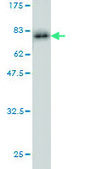 Monoclonal Anti-CASP9 antibody produced in mouse clone 3B8-4G2, purified immunoglobulin, buffered aqueous solution