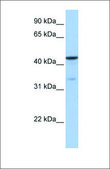 Anti-GSK3B antibody produced in rabbit affinity isolated antibody
