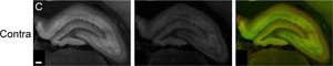 Monoclonal Anti-MAP2 antibody produced in mouse clone HM-2, purified from hybridoma cell culture