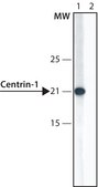 Anti-Centrin antibody produced in rabbit affinity isolated antibody, buffered aqueous solution