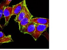 Anti-p120 Catenin Antibody, clone 15D2 clone 15D2, from mouse