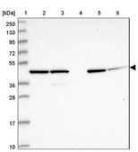 Anti-GAS8 antibody produced in rabbit Prestige Antibodies&#174; Powered by Atlas Antibodies, affinity isolated antibody, buffered aqueous glycerol solution