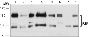 Monoclonal Anti-PSF antibody produced in mouse clone B92, purified from hybridoma cell culture