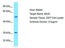 Anti-MLKL affinity isolated antibody